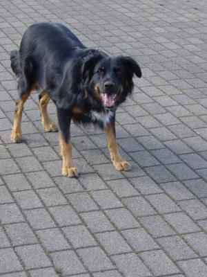 Das ist Halef, meine Begleiterin. Das ist Halef, meine Begleiterin.